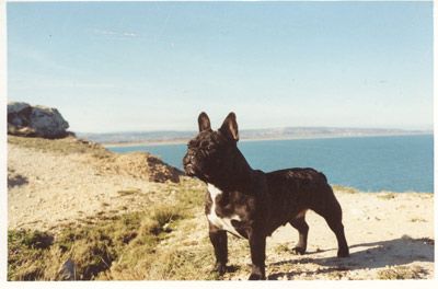 CH. Pepita Des molosses du clos de bordeneuve