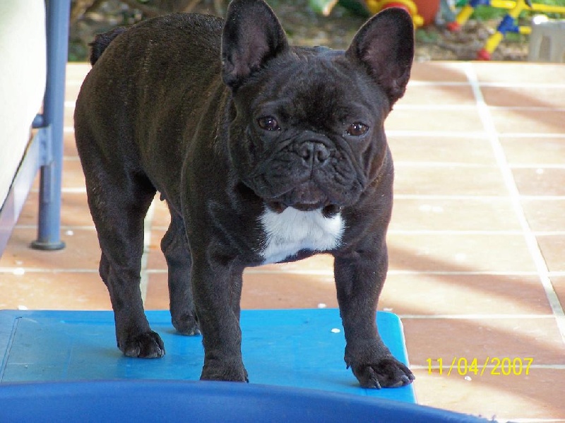 Beauty faustine des Cabots du Cambre D'Aze